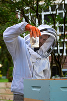 Chincateague & DC Beekeeping
